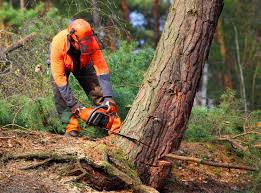 Best Tree Disease Treatment  in Greenville, PA